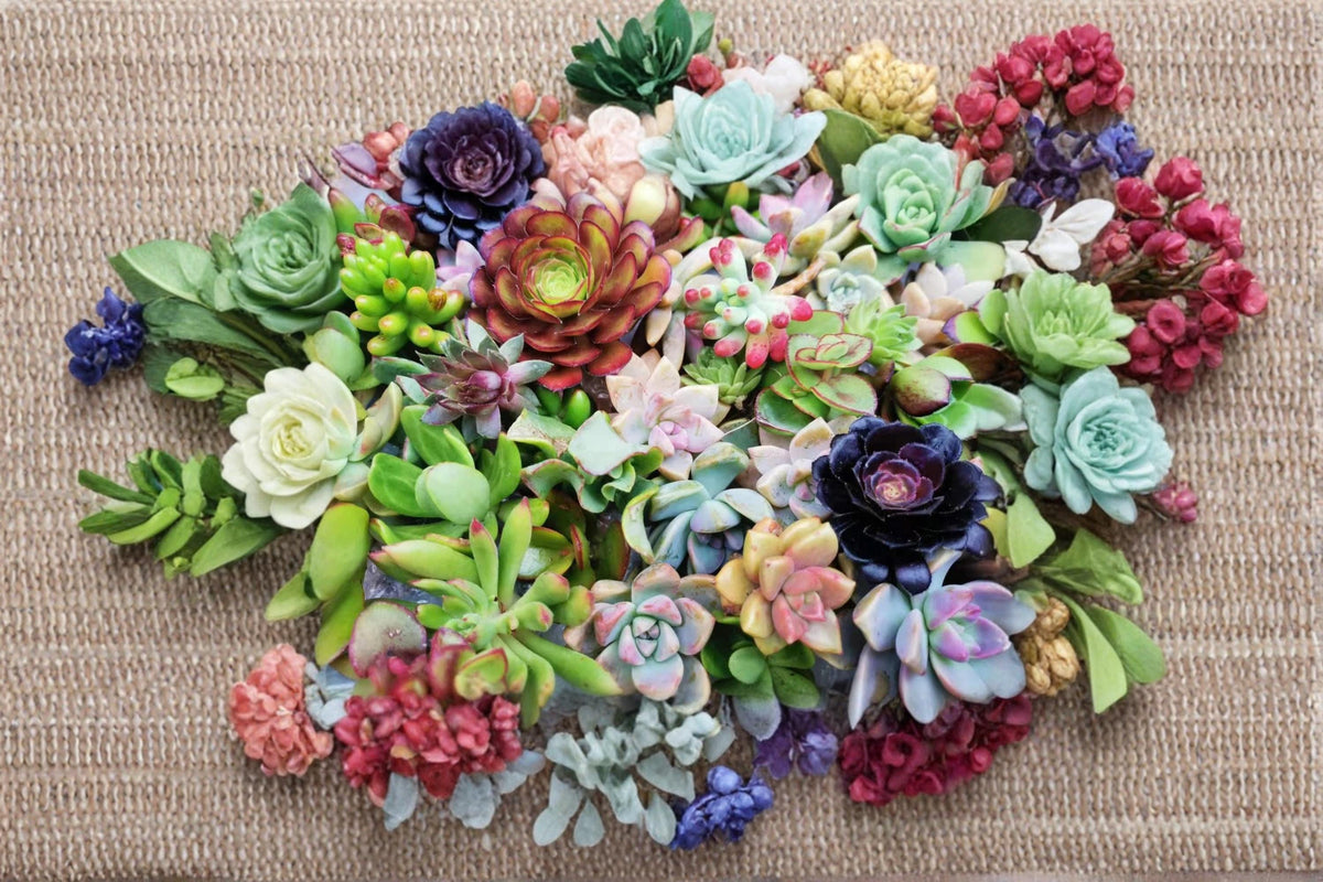 Assorted Succulent Cuttings Collection – 18 Varieties, Unrooted, Drought-Tolerant, Indoor & Container Garden Plants
