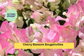 Cherry Blossom Bougainvillea Live Starter Plug Plant – Pink Bracts, Tropical Flowering Vine, Bougainvillea glabra
