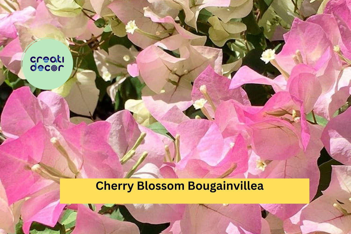 Cherry Blossom Bougainvillea Live Starter Plug Plant – Pink Bracts, Tropical Flowering Vine, Bougainvillea glabra