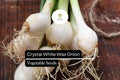200 Seeds Crystal White Wax Onion, Allium Cepa, Mild & Sweet Pearl Onion Variety