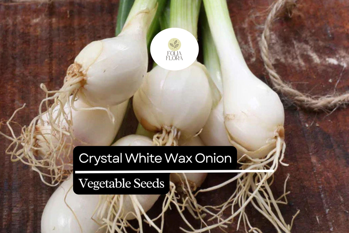 200 Seeds Crystal White Wax Onion, Allium Cepa, Mild & Sweet Pearl Onion Variety
