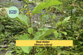 Red Alder Trees Set of 3 Live Bare Root Seedlings 24–28" | Alnus rubra Native Oregon Alder for Reforestation & Landscaping