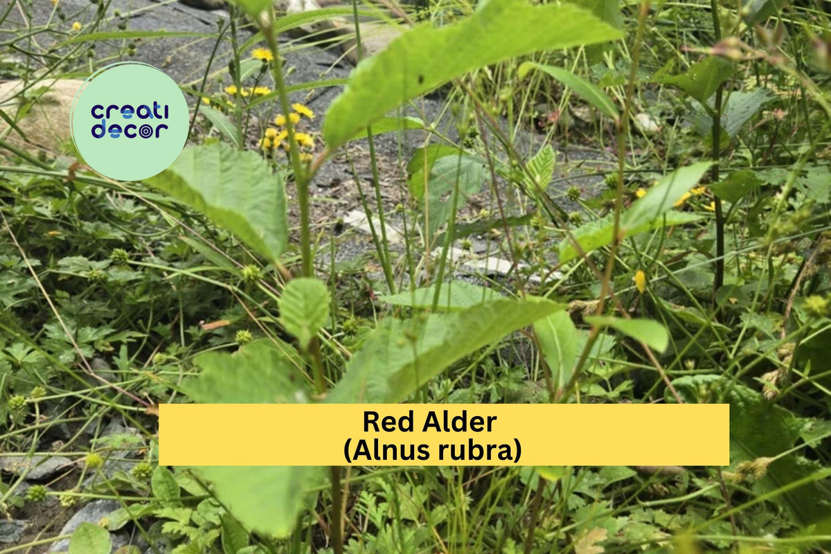 Red Alder Trees Set of 3 Live Bare Root Seedlings 24–28" | Alnus rubra Native Oregon Alder for Reforestation & Landscaping