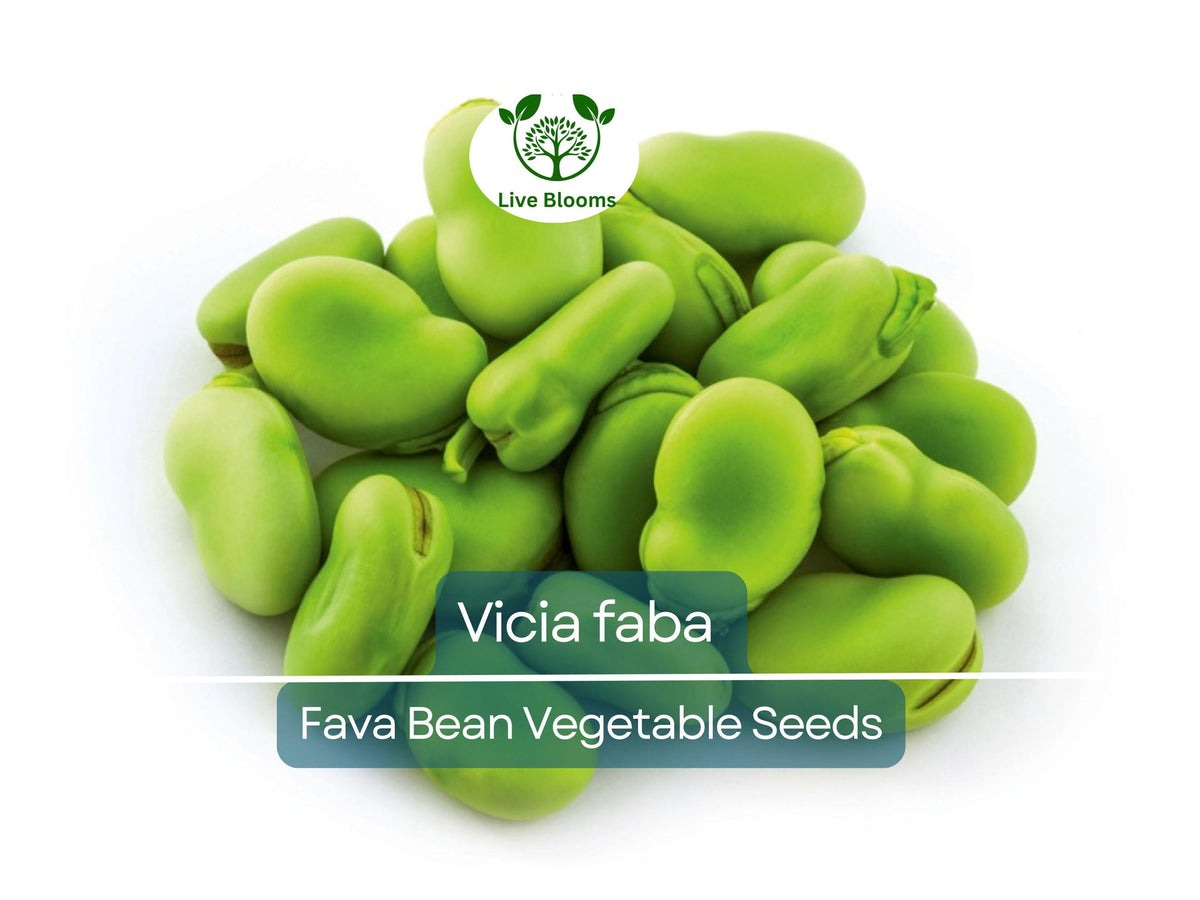 Fava Bean Seeds, Vicia faba, Heirloom, Nutritious Legume for Gardening & Cooking, 5 Seeds