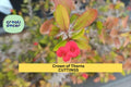 Euphorbia milii Micro Mini Crown of Thorns Rooted Cutting - Rare Compact Succulent with Tiny Bright Blooms