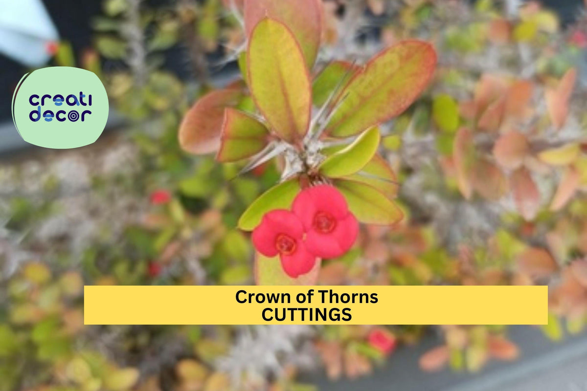 Euphorbia milii Micro Mini Crown of Thorns Rooted Cutting - Rare Compact Succulent with Tiny Bright Blooms