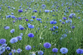 Blue Bachelor’s Button Seeds – Centaurea cyanus, 100 Pack, Bright Blue Cornflower, Easy Annual for Cottage Gardens & Pollinator Gardens