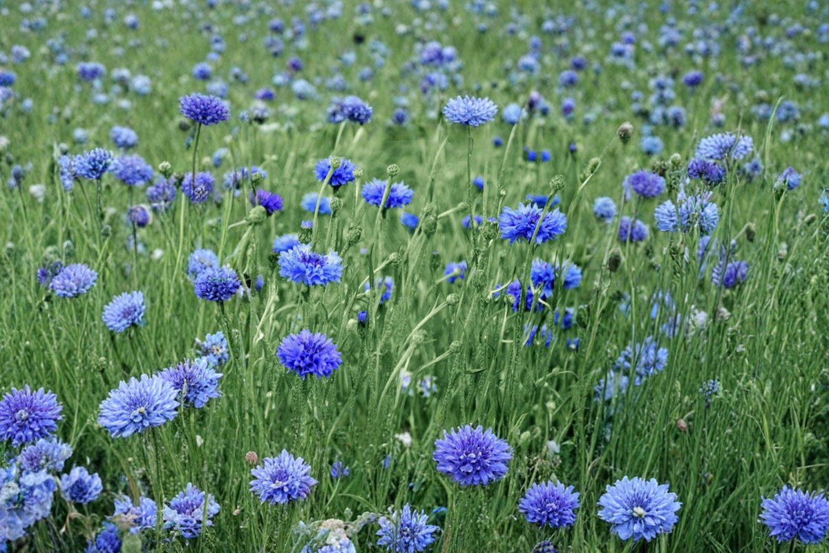 Blue Bachelor’s Button Seeds – Centaurea cyanus, 100 Pack, Bright Blue Cornflower, Easy Annual for Cottage Gardens & Pollinator Gardens