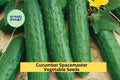 3pcs x 1g Cucumber Spacemaster 80 Seeds – Compact Bush Variety for Containers, Raised Beds, Cucumis sativus