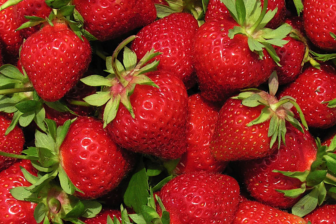 Strawberry Plants Bare Root AC Wendy June-Bearing Fruit, Early Season, Sweet Berries, Hardy Garden Crop
