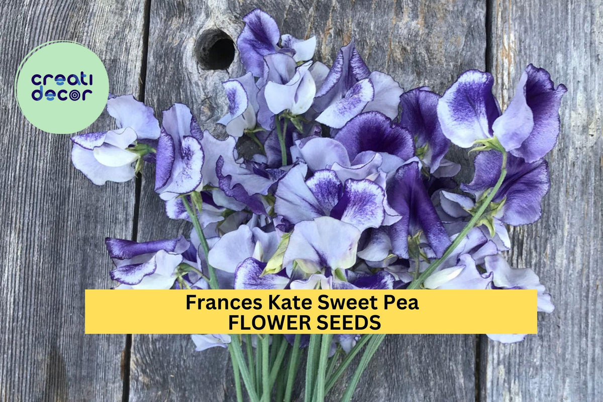 50+ Frances Kate Sweet Pea Seeds – Rich Purple Fragrant Blooms for Garden Planting, Climbing Vines for Trellises & Bouquets – USA