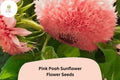 Pink Pooh Sunflower Seeds – 50 Soft Pink Double Blooms, Pollinator-Friendly, Easy to Grow, Helianthus annuus