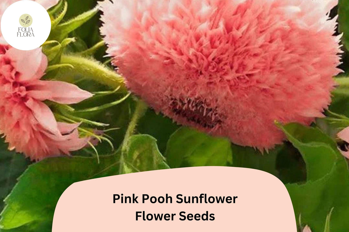 Pink Pooh Sunflower Seeds – 50 Soft Pink Double Blooms, Pollinator-Friendly, Easy to Grow, Helianthus annuus