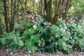 Fuzzy Mint Scented Geranium Cuttings – Pelargonium spp. Aromatic Foliage for Containers & Herb Gardens