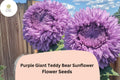 50pcs Rare Purple Giant Teddy Bear Sunflower Seeds | Fluffy Double Blooms | Helianthus annuus | Garden, Cut Flowers, Pollinator