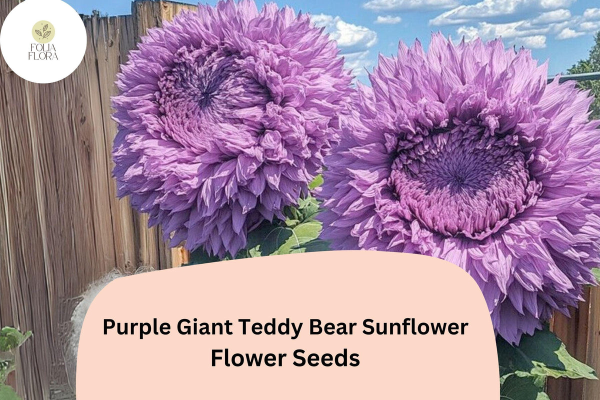 50pcs Rare Purple Giant Teddy Bear Sunflower Seeds | Fluffy Double Blooms | Helianthus annuus | Garden, Cut Flowers, Pollinator