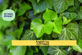English Ivy Rooted Cuttings – 15 Live Hedera helix Clippings for Privacy, Ground Cover & Trellis Climber