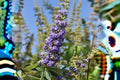 10 Seeds Vitex agnus-castus Chaste Tree Lavender Purple Flowering Shrub Pollinator Attracting