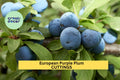 European Purple Plum Live Plant - Rooted Cutting - Edible Fruit Tree - Prunus domestica