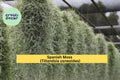 Fresh Spanish Moss Air Plant – Tillandsia usneoides, Gray-Green Epiphyte for Terrariums, Crafts & Home Décor