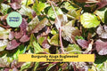 Burgundy Ajuga Reptans Ground Cover Plants – Live Bare Root Perennials with Purple Blooms, Drought Tolerant, Shady Garden Edging