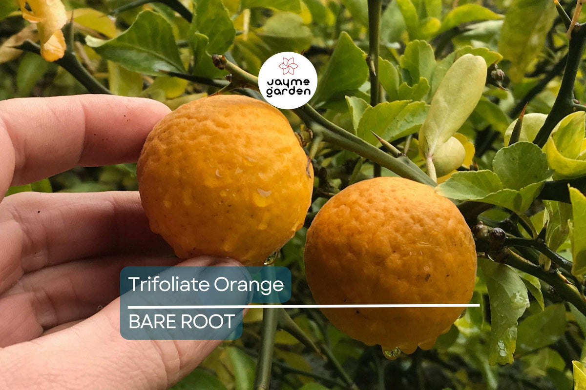 Trifoliate Orange Rootstock Bare Root Plants – Hardy Citrus Grafting Poncirus trifoliata, Disease-Resistant, Ornamental Hedge