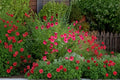 Scarlet Flax Seeds | Linum grandiflorum rubrum | Bright Red Blooms | Annual Wildflower for Gardens & Pollinator Gardens