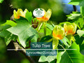 6+ Unrooted Tulip Tree Cuttings | Liriodendron tulipifera | Fast-Growing Hardy Deciduous Tree for Landscaping & Propagation