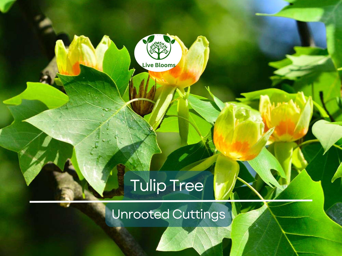 6+ Unrooted Tulip Tree Cuttings | Liriodendron tulipifera | Fast-Growing Hardy Deciduous Tree for Landscaping & Propagation