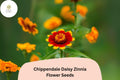 100+ Chippendale Daisy Zinnia Seeds – Semi-Double Orange Red Yellow Blooms for Summer Gardens & Borders – Zinnia elegans
