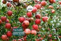 Fuji Apple Tree Live Plant – 2-3 Ft Tall, Bare Root Semi-Dwarf Fruit Tree, Cold Hardy, Zones 4-9