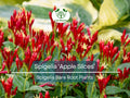 Spigelia ‘Apple Slices’ Bare Root Plant – Native Shade Perennial with Red & Yellow Tubular Flowers, Hummingbird & Pollinator Magnet