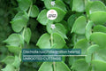Dischidia ruscifolia Cutting | Million Hearts Heart-Shaped Foliage | Easy-Care Indoor & Outdoor Trailing Vine