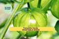 3pcs Tomatillo Verde Seeds – Green Husk Tomato for Salsa Verde & Cooking – Physalis philadelphica Vegetable Seeds