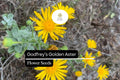 Godfrey’s Golden Aster Seeds (Chrysopsis godfreyi) | 25 Seeds | Rare Native Wildflower for Pollinators
