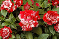 Avant Garde Rose Bare Root Plant - Striped Hybrid Tea Rose with Red, Pink, White Blooms, Rosa Hybrid Tea