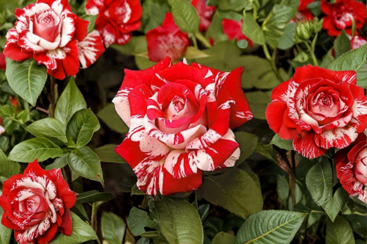 Avant Garde Rose Bare Root Plant - Striped Hybrid Tea Rose with Red, Pink, White Blooms, Rosa Hybrid Tea