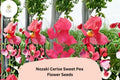 Nozaki Cerise Sweet Pea Seeds | Climbing Vine with Cerise Pink Flowers | Lathyrus odoratus, Ornamental Garden Seeds