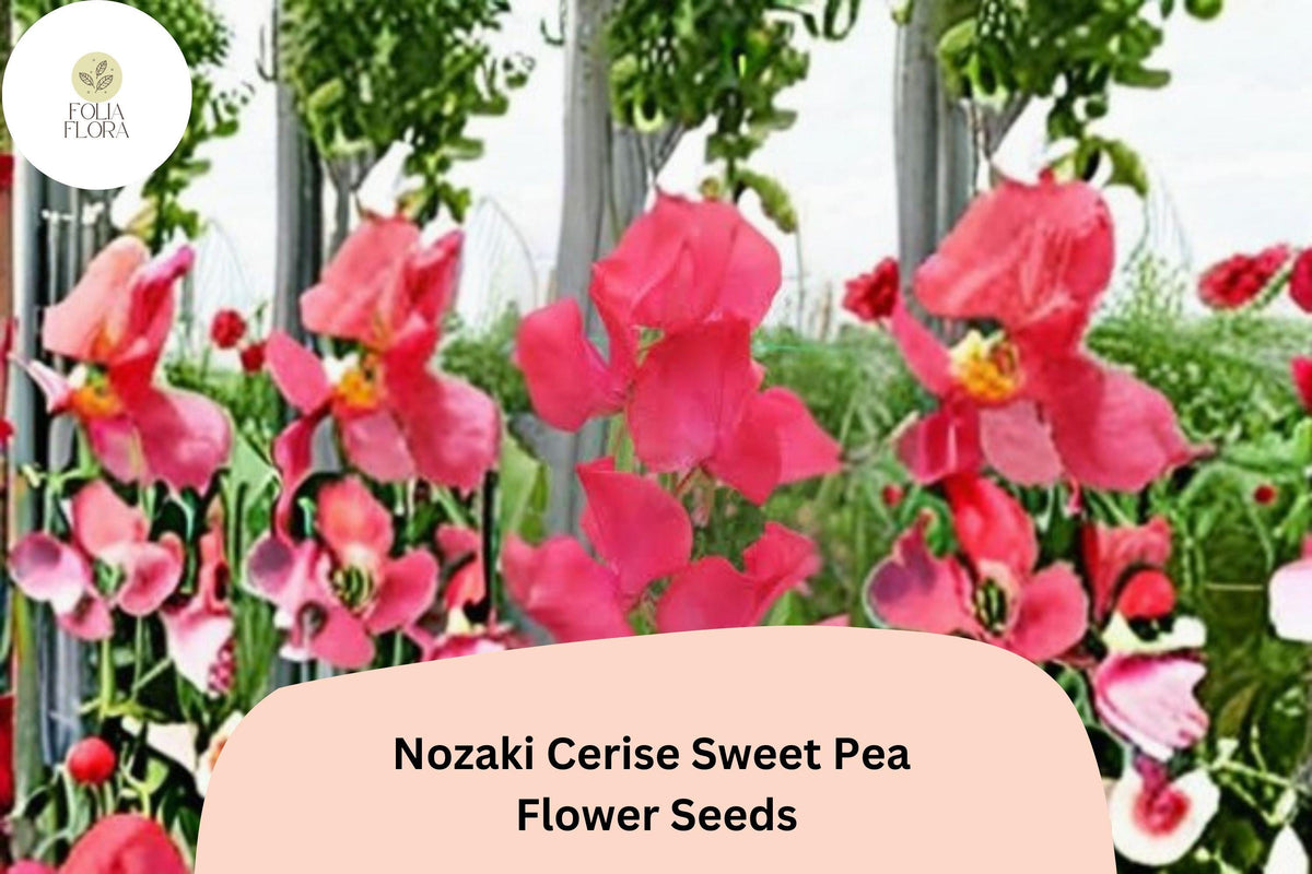 Nozaki Cerise Sweet Pea Seeds | Climbing Vine with Cerise Pink Flowers | Lathyrus odoratus, Ornamental Garden Seeds
