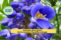Hawaiian Blue Ginger Plant Roots – Dichorisandra thyrsiflora – Tropical Perennial with Blue Flowers – Live Bare Root Starter for Garden & Containers