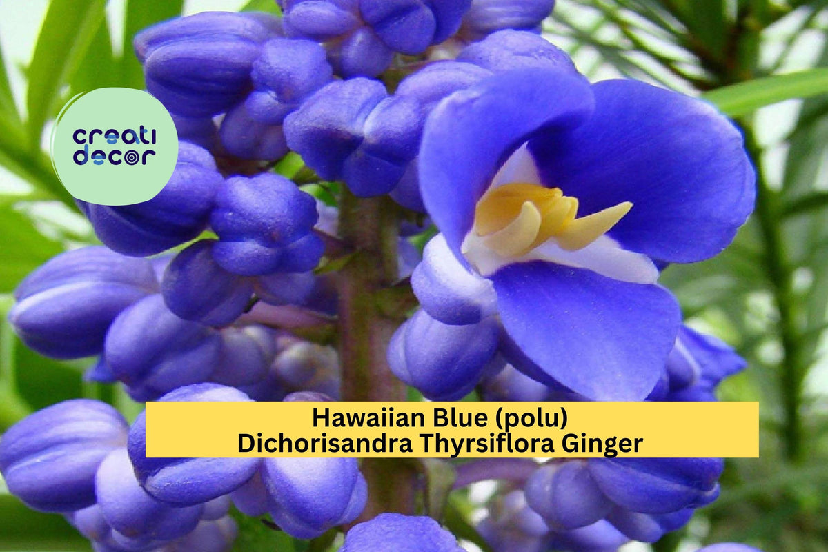 Hawaiian Blue Ginger Plant Roots – Dichorisandra thyrsiflora – Tropical Perennial with Blue Flowers – Live Bare Root Starter for Garden & Containers