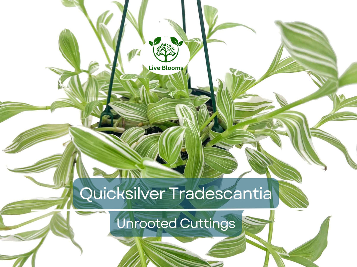 Tradescantia Albiflora 'Quicksilver' Variegated Wandering Jew Unrooted Cuttings – White & Green Foliage, Easy Propagation, Indoor Houseplant