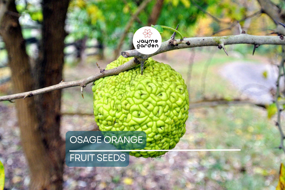 Osage Orange Tree Seeds 50 Maclura pomifera Bois D'Arc Deciduous Landscape Wildlife Fruit