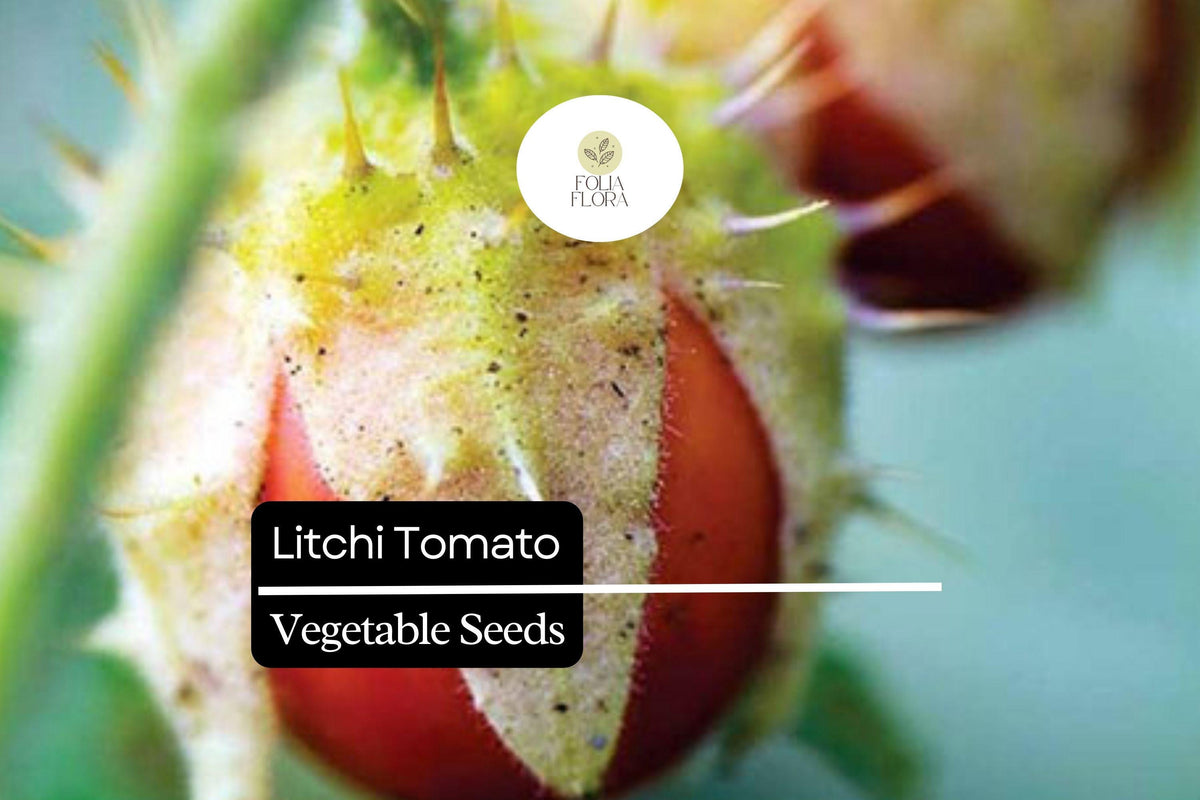 Litchi Tomato Seeds, Solanum sisymbriifolium, Rare Heirloom Fruit, Spiny Foliage, Edible Landscaping, 50 Seeds
