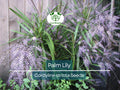 15 Palm Lily Seeds | Cordyline stricta Indoor Houseplant, Tropical Decorative Foliage, Low Maintenance, Non-GMO, Easy to Grow