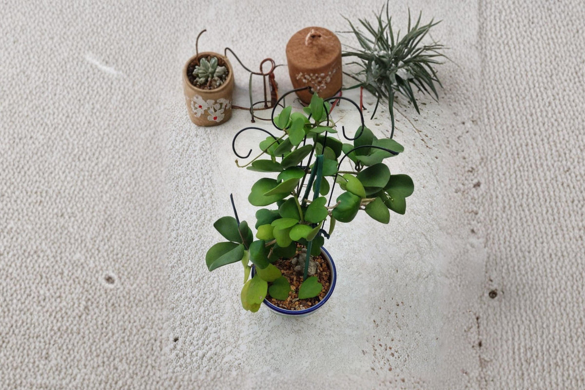 Hoya Kerrii Cutting with 2 Leaves and 1 Node, Heart-Shaped Succulent, Tropical Houseplant, Sweetheart Plant, Hoya kerrii