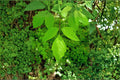 Acer negundo Seeds – Boxelder Maple, Fast-Growing Deciduous Tree for Shade & Landscaping, 10 Seeds
