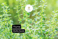 1100 Seeds Thyme (Thymus vulgaris) Culinary Herb for Cooking, Seasoning, Pollinator Garden, Drought-Tolerant Perennial