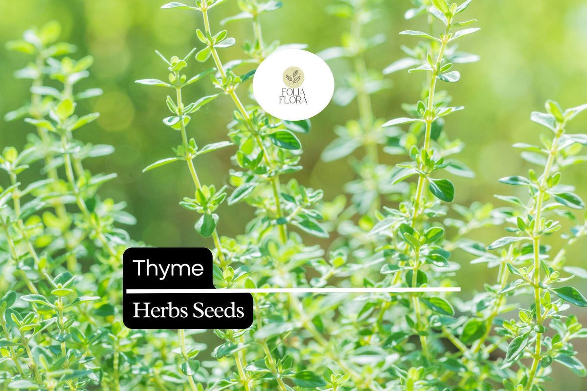1100 Seeds Thyme (Thymus vulgaris) Culinary Herb for Cooking, Seasoning, Pollinator Garden, Drought-Tolerant Perennial