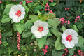 Hibiscus lasiocarpos Seeds – Woolly Rose Mallow Native Wetland Flower – Perennial Plant for Pollinator Gardens